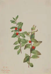 Comandre rouge (Comandra livida)