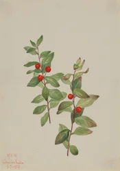 Comandre rouge Comandra livida, 1919