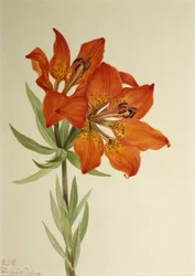 Lys rouge (Lilium montanum)