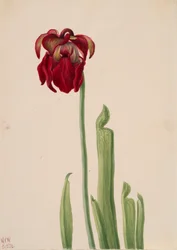 Sarracenia jonesii