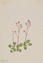 Saxifrage à tige rouge (Saxifraga lyallii)