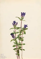 Gentiane des rives (Gentiana affinis)