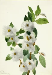 Saule rocheux Salix vestita