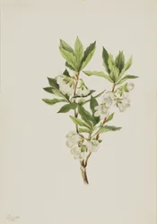 Rhododendron des montagnes Rocheuses (Rhododendron albiflorum)