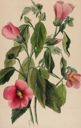 Gentiane rose Sabbatia angularis, 1880