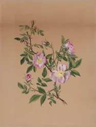 Mauve rose (Hibiscus moscheutos)