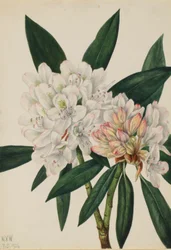 Rhododendron Rosebay (Rhododendron maximum)