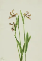 Pogonia divaricata (Pogonia divaricata)