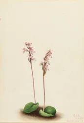 Orchis à feuilles rondes (Orchis rotundifolia)
