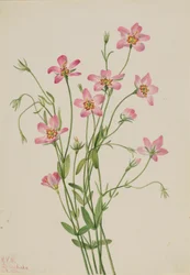 Sabbatia stellaire (Sabbatia stellaris)