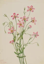 Sabatie étoilée Sabbatia stellaris, 1926