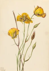 Mariposa de San Diego (Calochortus weedii)