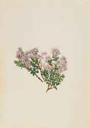 Sand Myrtle Leiophyllum lyoni, vers 1930