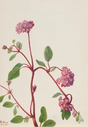 Verveine des sables (Abronia umbellata)