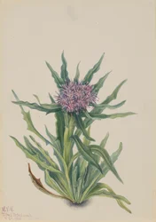 Saussurea (Saussurea densa)