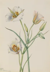 Lys de Ségo (Calochortus nuttallii)