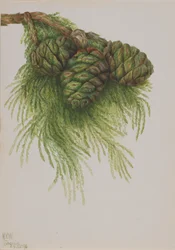 Séquoia Sequoia gigantea, 1896