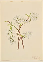 Amélanchier (Amelianchier oblongifolia)