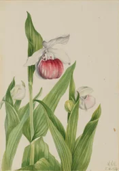 Cypripède royal (Cypripedium reginae)