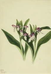 Orchis spectabulaire (Orchis spectabilis)