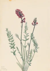 Oxytropis splendide (Oxytropis splendens)