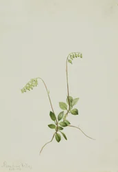 Sidebells Pyrola Pyrola secunda