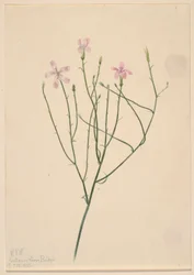Fleur squelette (Lygodesmia juncea)