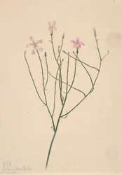 Fleur squelette Lygodesmia juncea, 1923
