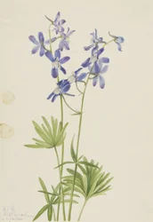 Slim Larkspur (Delphinium depauperatum)