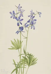Delphinium élancé Delphinium depauperatum, 1924