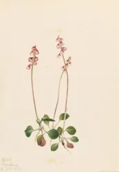 Pyrola mineur (Pyrola minor)