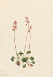 Petite Pyrola Pyrola minor, 1922