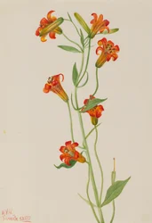 Petite Lys tigré Lilium parvum, 1933