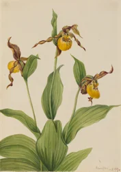 Cypripède jaune (Cypripedium parviflorum)