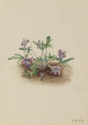 Violette de la côte sud (Viola septemloba)