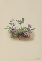 Violette de la côte sud Viola septemloba, 1919