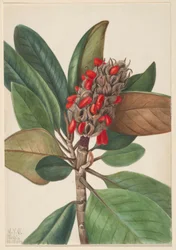 Magnolia du sud (Magnolia grandiflora)