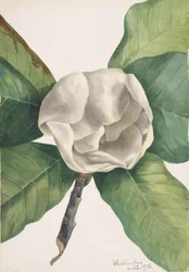 Magnolia du Sud Magnolia grandiflora