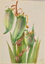 Baïonnette espagnole (Yucca baccata)