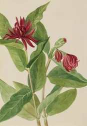 Spicebush Calycanthus occidentalis, début des années 1930