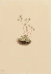 Saxifrage tacheté (Saxifraga bronchialis)