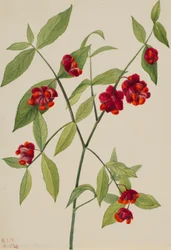 Buisson de fraises - "Hearts Bustin