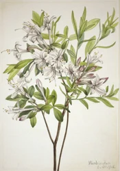 Azalée des marais (Azalea viscosa)