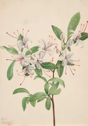 Azalée douce Azalea arborescens