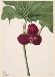 Trille doux (Trillium vasyi)