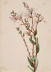 Tarflower Befaria racemosa