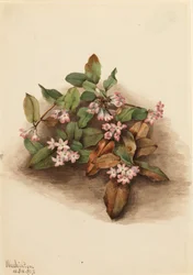Arbutus rampant