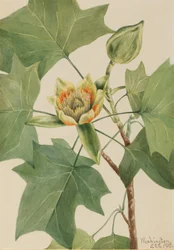Tulipier Liriodendron tulipifera, 1918