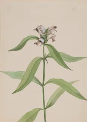 Tête de tortue (Chelone glabra)