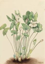 Jeffersonia diphylla